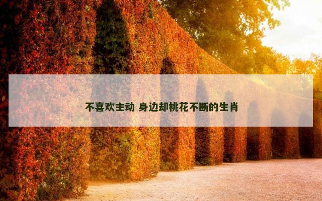 不喜欢主动 身边却桃花不断的生肖