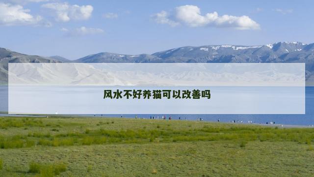风水不好养猫可以改善吗