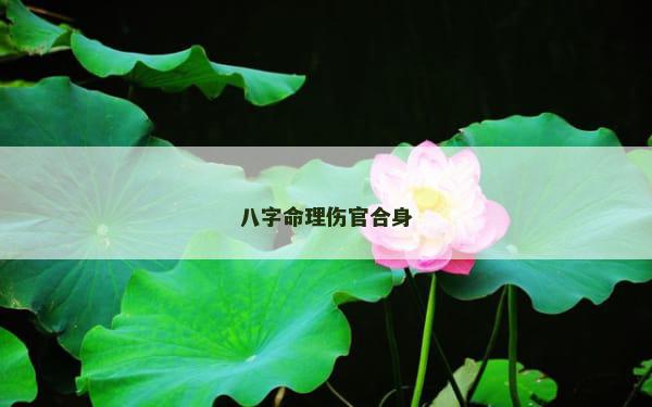 八字命理伤官合身