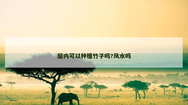 屋内可以种植竹子吗?风水吗