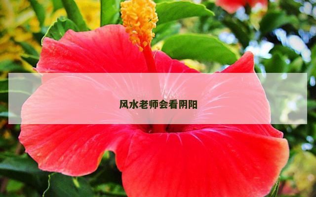 风水老师会看阴阳