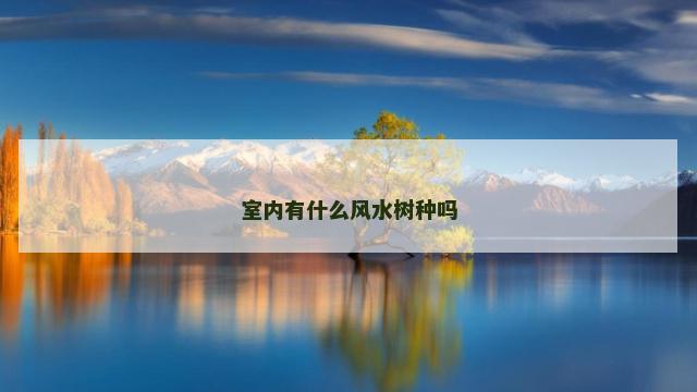 室内有什么风水树种吗