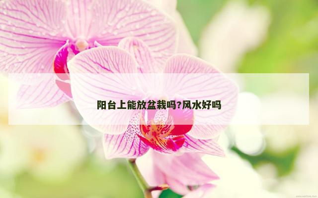阳台上能放盆栽吗?风水好吗