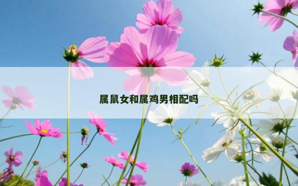 属鼠女和属鸡男相配吗