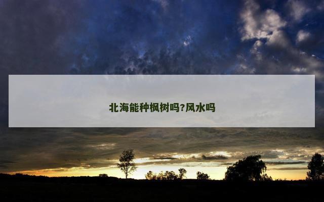 北海能种枫树吗?风水吗