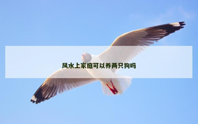 风水上家庭可以养两只狗吗