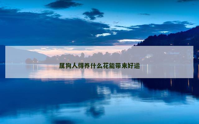 属狗人得养什么花能带来好运