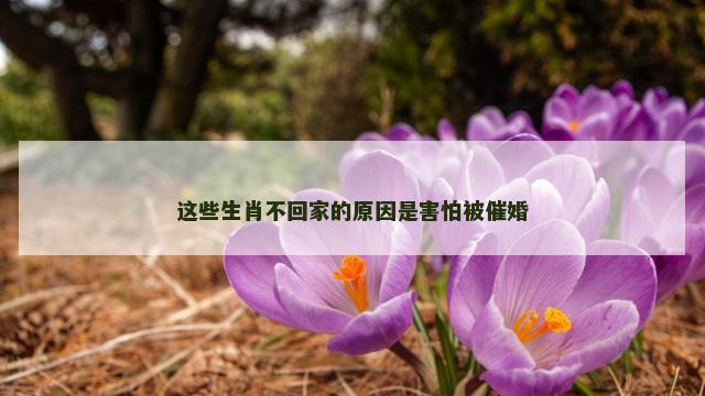 这些生肖不回家的原因是害怕被催婚