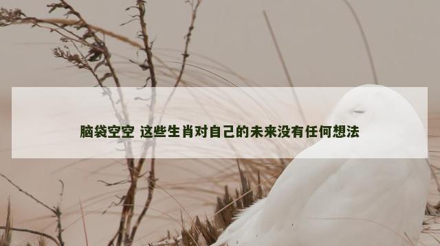脑袋空空 这些生肖对自己的未来没有任何想法