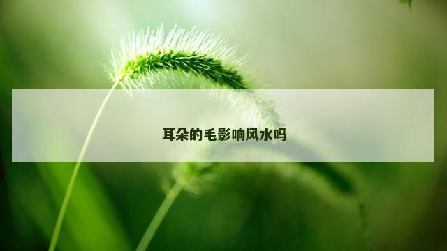 耳朵的毛影响风水吗