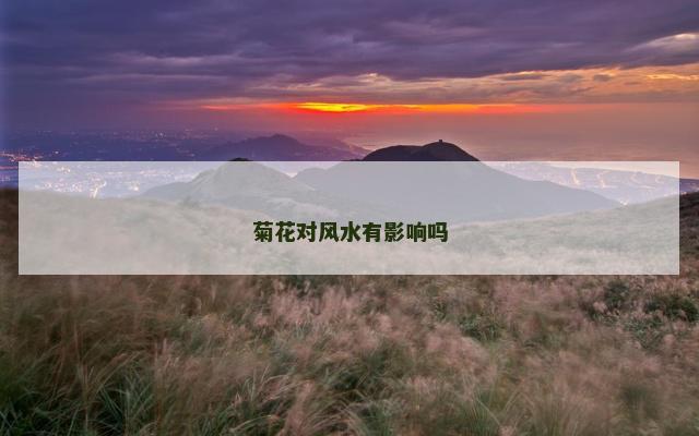 菊花对风水有影响吗
