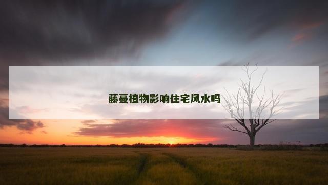 藤蔓植物影响住宅风水吗