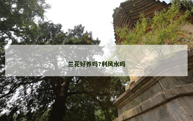兰花好养吗?利风水吗