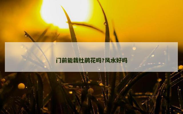 门前能栽杜鹃花吗?风水好吗