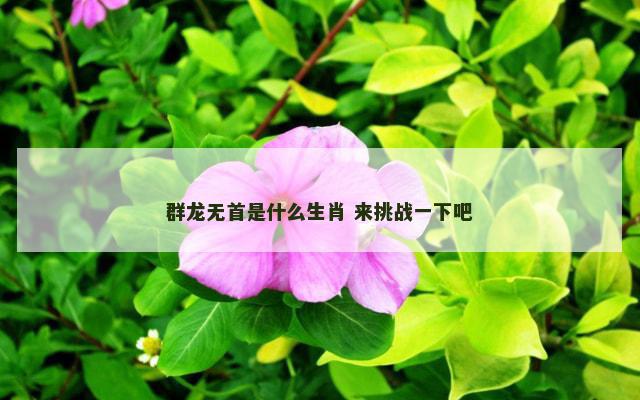 群龙无首是什么生肖 来挑战一下吧