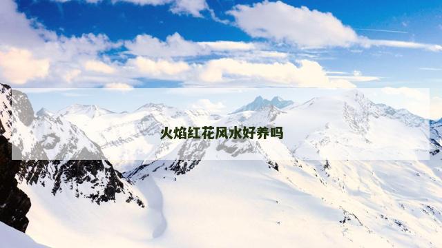 火焰红花风水好养吗