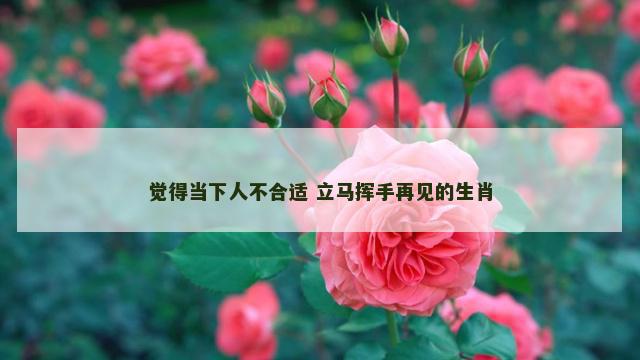 觉得当下人不合适 立马挥手再见的生肖