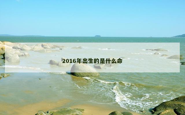 2016年出生的是什么命