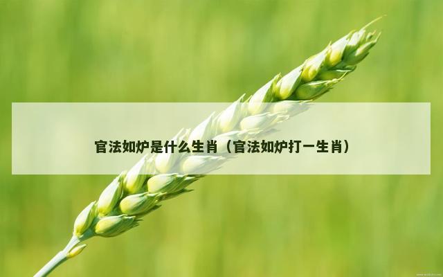 官法如炉是什么生肖（官法如炉打一生肖）