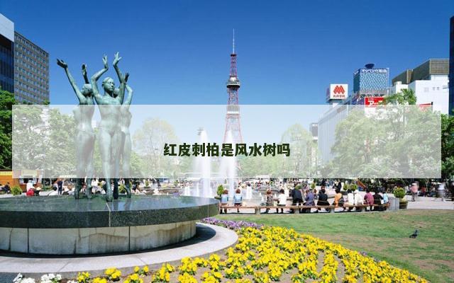 红皮刺柏是风水树吗