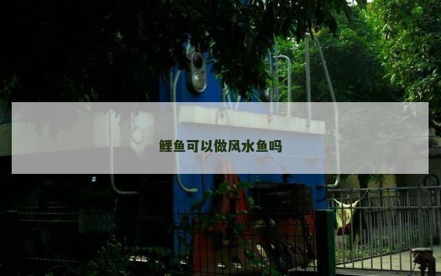 鲤鱼可以做风水鱼吗
