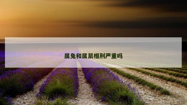 属兔和属鼠相刑严重吗