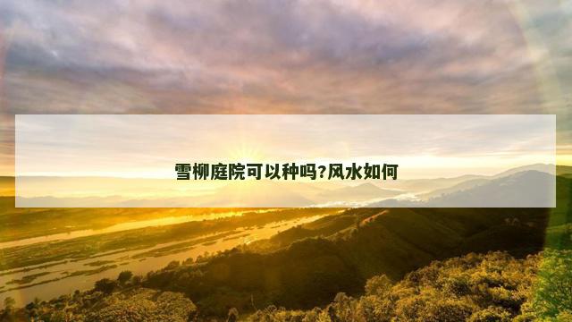 雪柳庭院可以种吗?风水如何