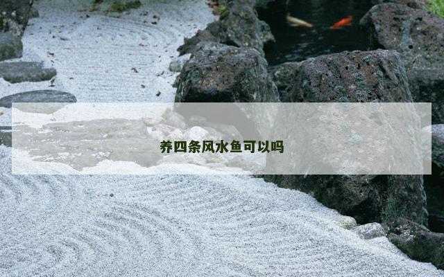 养四条风水鱼可以吗