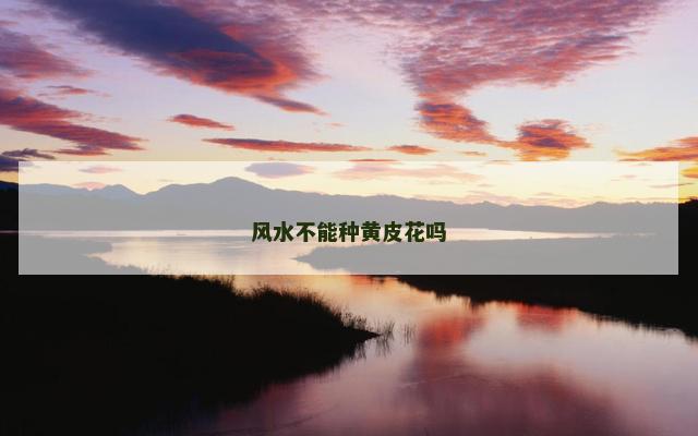 风水不能种黄皮花吗
