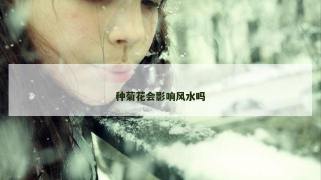 种菊花会影响风水吗