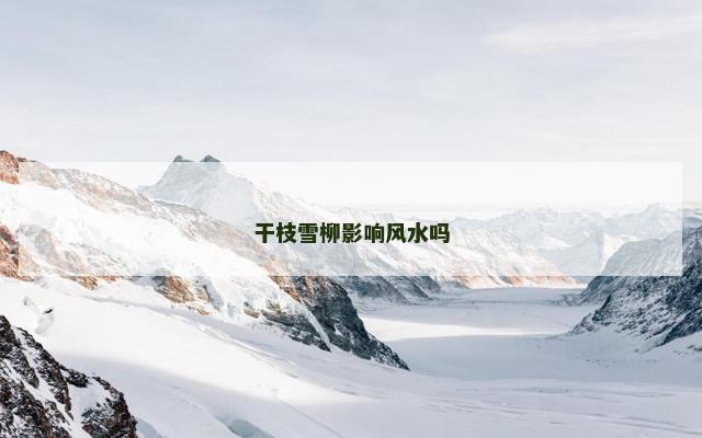 干枝雪柳影响风水吗