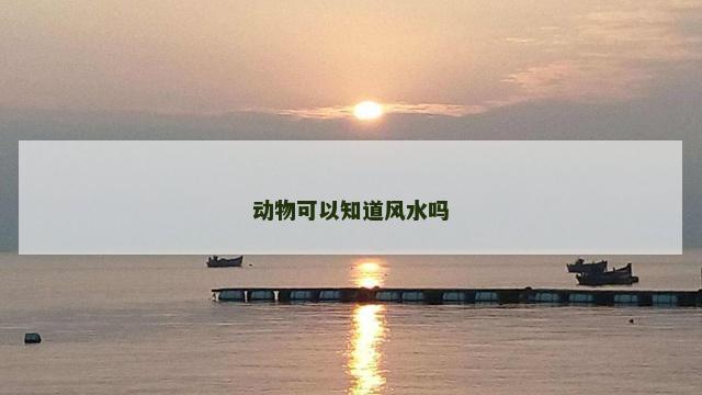 动物可以知道风水吗