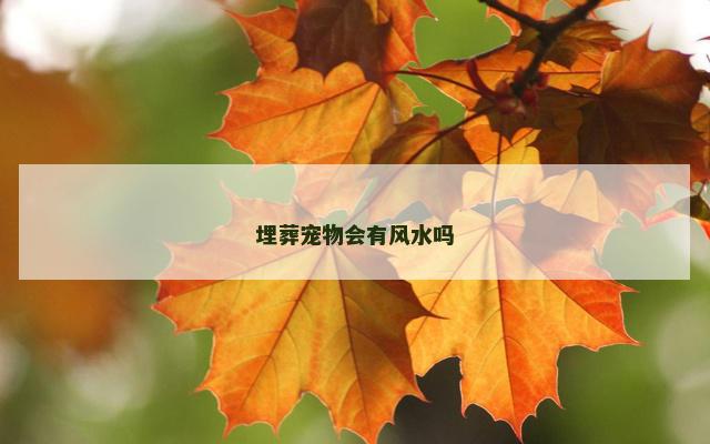 埋葬宠物会有风水吗