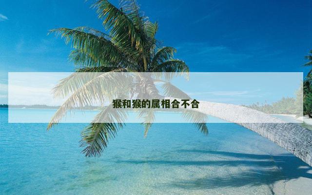 猴和猴的属相合不合