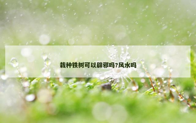 栽种铁树可以辟邪吗?风水吗