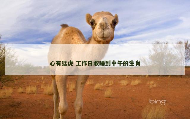 心有猛虎 工作日敢睡到中午的生肖