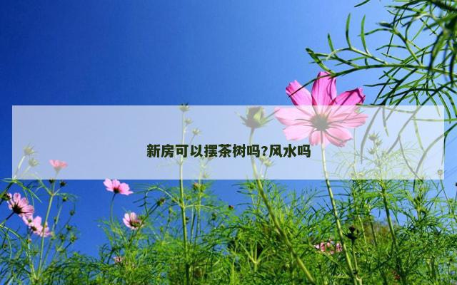 新房可以摆茶树吗?风水吗