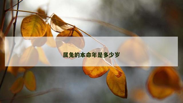 属兔的本命年是多少岁