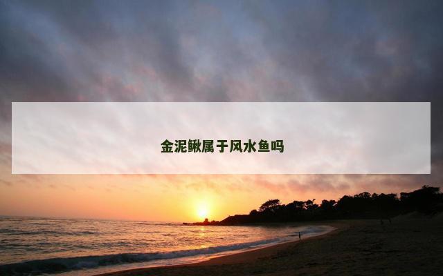 金泥鳅属于风水鱼吗
