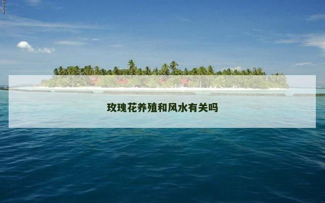 玫瑰花养殖和风水有关吗