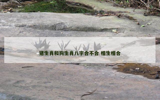 猪生肖和狗生肖八字合不合 相生相合