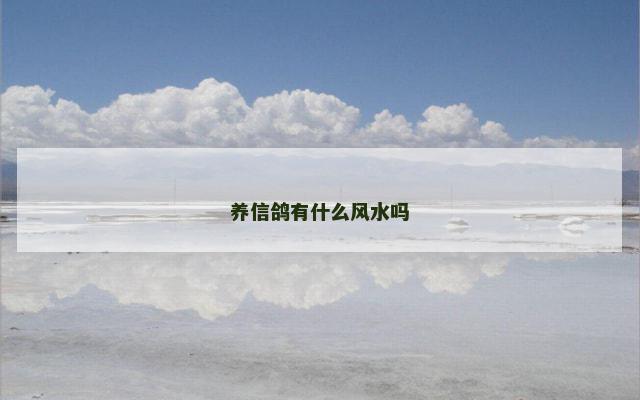 养信鸽有什么风水吗