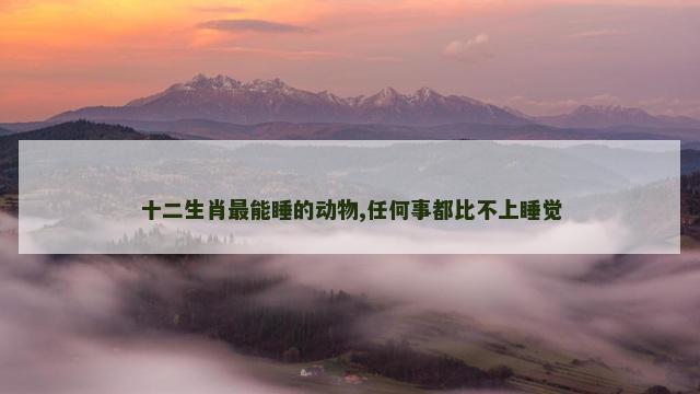 十二生肖最能睡的动物,任何事都比不上睡觉
