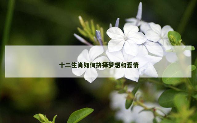 十二生肖如何抉择梦想和爱情
