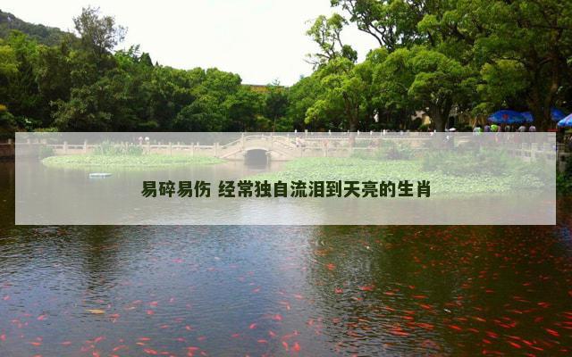 易碎易伤 经常独自流泪到天亮的生肖