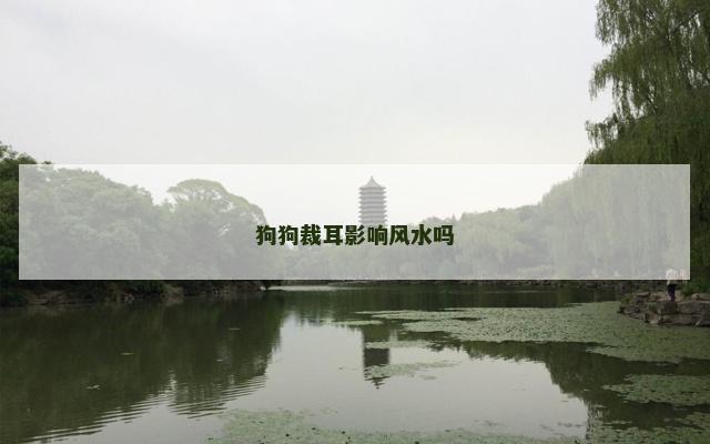 狗狗裁耳影响风水吗
