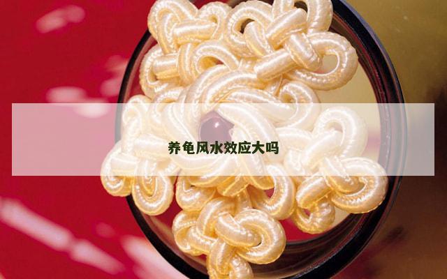 养龟风水效应大吗