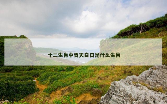 十二生肖中青天白日是什么生肖