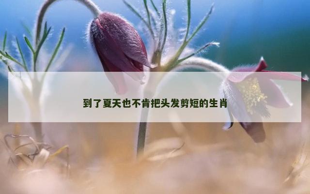 到了夏天也不肯把头发剪短的生肖