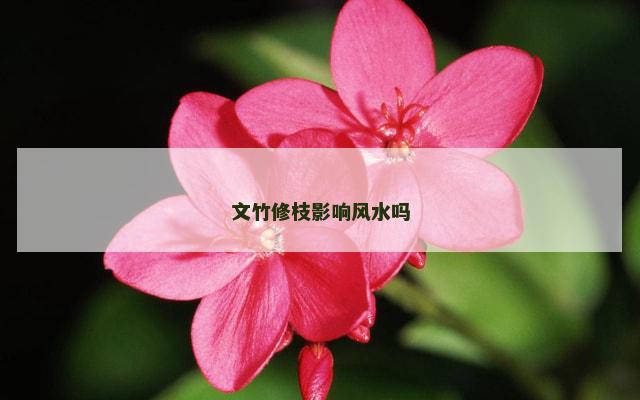 文竹修枝影响风水吗